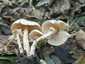Büdös őzlábgomba (Lepiota cristata), Kisoroszi